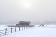 horse on winter pasture in misty day