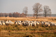 sheep herd before sunset in Dwingelderveld