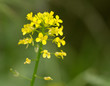 beautiful yellow flower in nature. macro