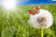 Foto: Pusteblume mit Schmetterling Pusteblume mit Schmetterling