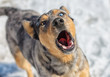 Foto: Australian shepherd. Australian shepherd.