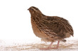 Japanese quail
