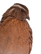 Japanese quail