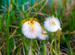 White Balls Dandelions In Gree...