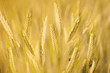 Foto: Ladybird on golden barley Ladybird on golden barley