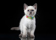 Photo: Thai cat on black background Thai cat on black background