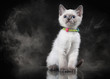 Thai cat in fog on black background