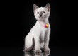 Thai cat on black background