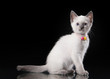 Thai cat on black background