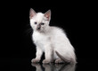 Photo: Thai cat on black background Thai cat on black background