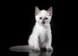 Thai cat on black background
