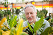 Gardener examining a plant