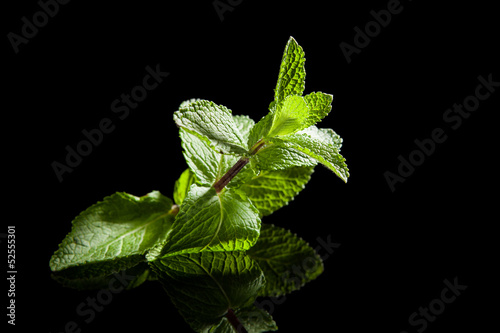 Photo: Fresh peppermint twig. Fresh peppermint twig.