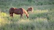 Escena de yegua y potro pastando en el campo