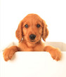 Foto: Golden Irish puppy Golden Irish puppy