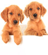 Foto: Golden Irish puppies Golden Irish puppies
