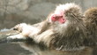snow monkeys