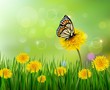 Summer background with dandelions and a butterfly. Vector.