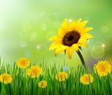 Summer background with yellow flowers and grass. Vector.