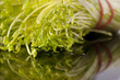 A bunch of green pea sprouts