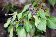 Ivy (Hedera helix)