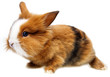 Cute Little Baby Rabbit