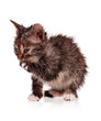 Photo: Wet kitten Wet kitten