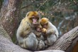 Monkey Love