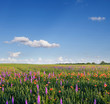 Wild lavender