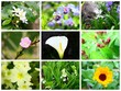 montage de fleurs printannières