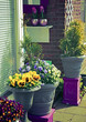home garden