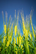 Green wheat
