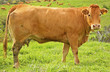 Foto: vachette limousine vachette limousine