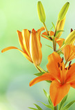 amaryllis