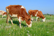 Cows on a summer pasture