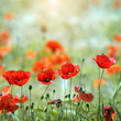 Photo: Poppy field Poppy field