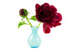 Peonie