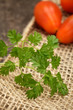 Foto: Frischer Kerbel und Cherry-Roma-Tomaten Frischer Kerbel und Cherry-Roma-Tomaten