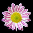 Pink Striped Daisy