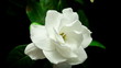 Gardenia flower blooming timelapse