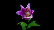 Purple Lily blooming timelapse