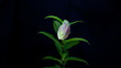 Lily blooming timelapse