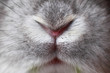 Photo: Rabbit mouth and nose Rabbit mouth and nose