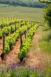 Summer vineyard