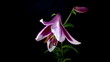 White purple lily blooming timelapse