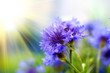 Beautiful cornflowers, outdoors