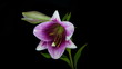 Light violet lily blooming timelapse