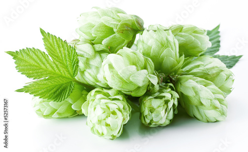 Photo: Hops on a white background. Hops on a white background.