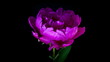 Purple peony flower blooming timelapse