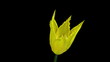 Fringed yellow tulip flower blooming timelapse